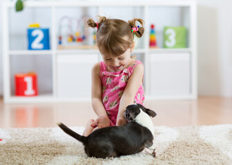 Girl playing with chihuahua pet dog indoor