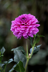 Obraz premium Dahlia is a genus of bushy, tuberous, herbaceous perennial plants native to Mexico. 