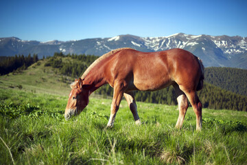 Fototapeta na wymiar Wild horses in the Carpathians