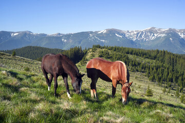 Wild horses in the Carpathians