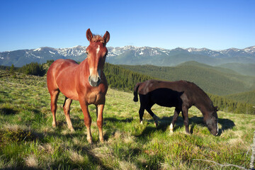 Fototapeta premium Wild horses in the Carpathians