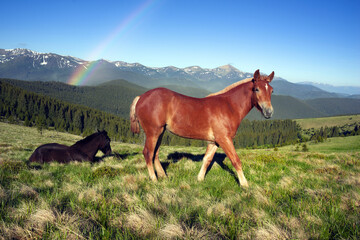 Obraz na płótnie Canvas Wild horses in the Carpathians