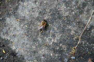 The bee with transparent wings crawls along the stone gray plate