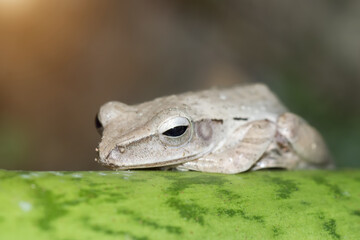 grey frog sleeping on green leaf