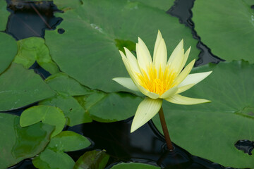 Close up of Lotus flowers in the pool