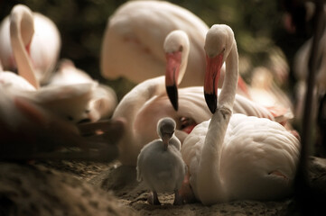 Die Beziehung der Flamingos-Mutter zum neugeborenen Flamingobaby, indem sie neben dem Vogelbaby in der Familie aufpasst und schützt