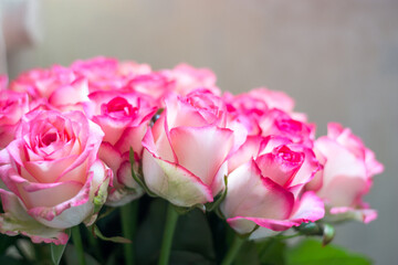 Roses, lit by the sun, bokeh