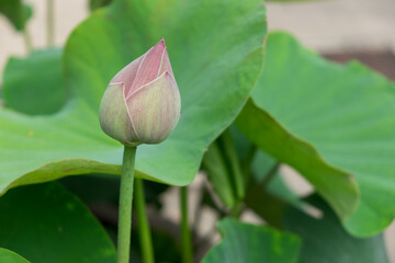 Close up of Lotus bud in the pool
