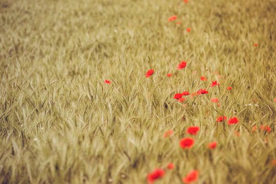 Mohnblumen im Kornfeld