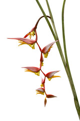 Beautiful Heliconia blooming in the garden.