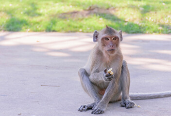 The monkeys are eat bananas.