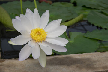Close up of Lotus flower in the pool