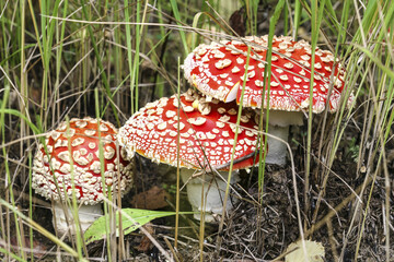 three mushroom fly agaric grow in the forest