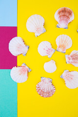 Sea scallop shells on colored backgrounds with negative space, top view