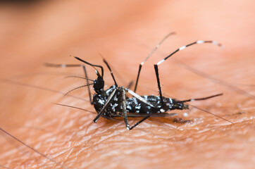 mosquito dead on human skin.