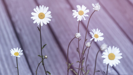 Blumen vor Holz