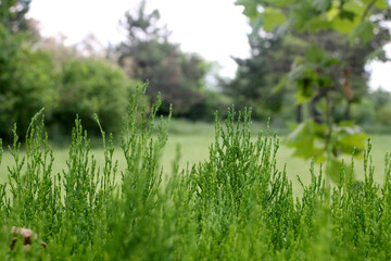 Grass green background