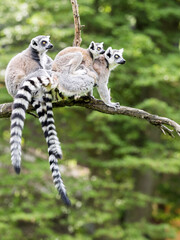 group Ring-tailed Lemur, Lemur catta, with youngsters