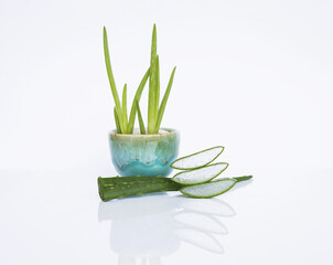 Fresh aloe vera slice and plant in ceramic pot isolate on white background