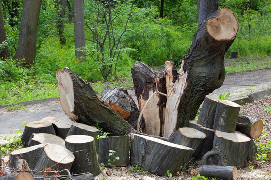 Cutted trees for firewood