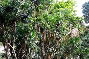 Tropical plants. Brazil
