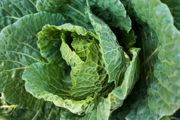 Coltivazione di cavoli