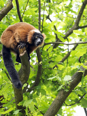 Red ruffed lemur, Varecia rubra, feed the buds of a tree