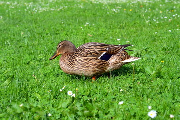 Ente auf Wiese