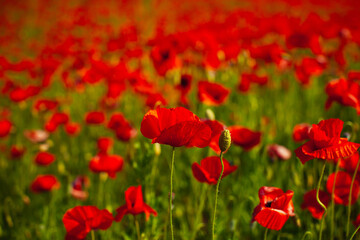 Fototapeta na wymiar Flowers Red poppies blossom on wild field. Beautiful field red poppies with selective focus. Red poppies in soft light. Opium poppy. Natural drugs. Glade of red poppies. Lonely poppy. Soft focus blur