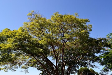 A tree with spreading branches. Brazil