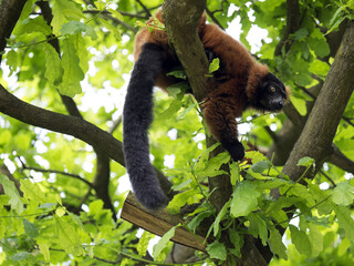 Red ruffed lemur, Varecia rubra, feed the buds of a tree