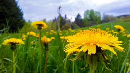 Dandelion Field