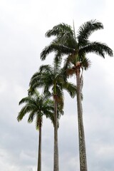 Fototapeta na wymiar Three tall coconut trees. Brazil