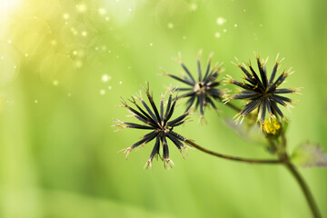 Close up black seeds of grass flowers.