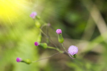 flower grass in the nature.