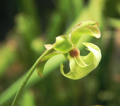 Green Orchid