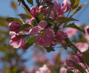 Beautiful cherry blossom sakura in spring time over blue sky.