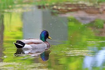 canard colvert