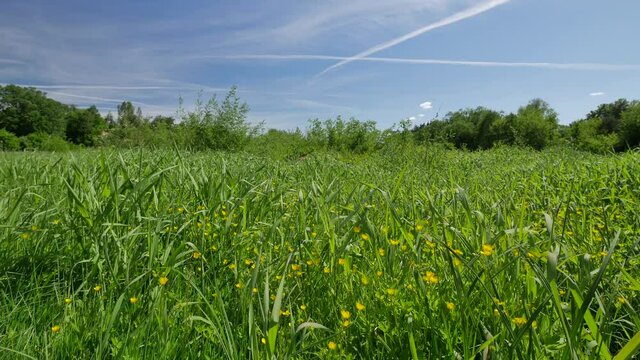 Green meadow in spring time. Beautiful day on the fresh meadow full of herbs and flowers.