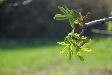 The awakening of spring