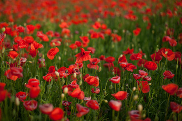 Fototapeta na wymiar Flowers Red poppies blossom on wild field. Beautiful field red poppies with selective focus. Red poppies in soft light. Opium poppy. Natural drugs. Glade of red poppies. Lonely poppy. Soft focus blur
