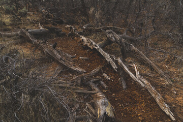 Zion National Park Landscapes