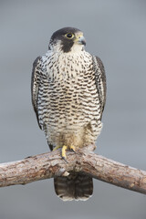 Peregrine Falcon Waiting