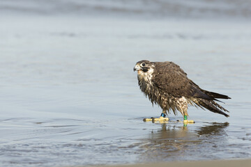 Peregrine Falcon Wet