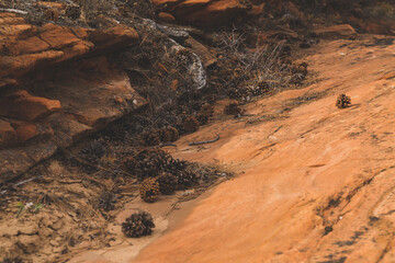 Fototapeta na wymiar Zion National Park Landscapes
