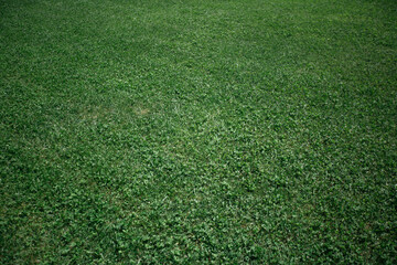 Green grass background texture