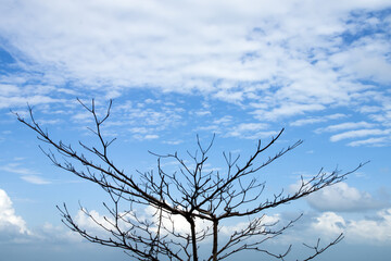 Dead tree branches with blue sky and cloud.