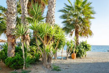 Tropical climate beach with many palm trees