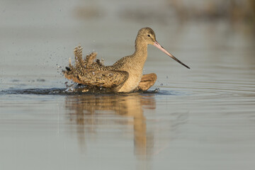 Marbled Godwit Bathing