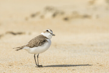 Snowy Plover Watching for predator